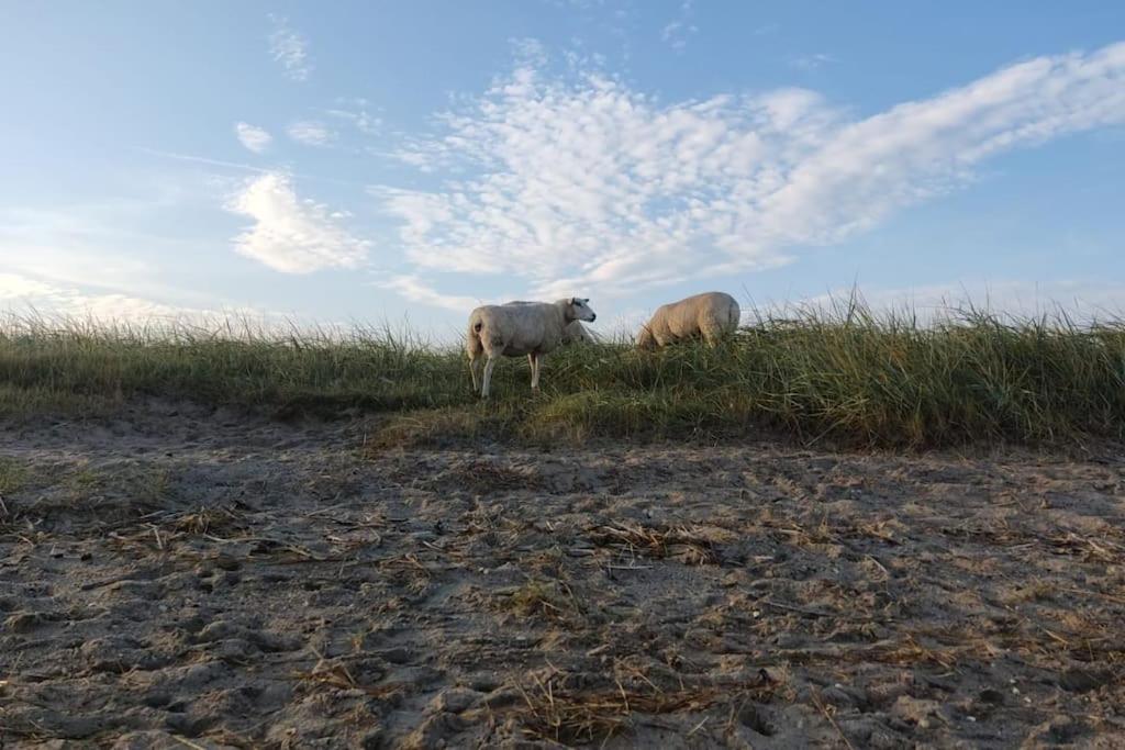 Erholung Auf Der Deichschaeferei Mit Deichblick Leilighet Schillig Eksteriør bilde